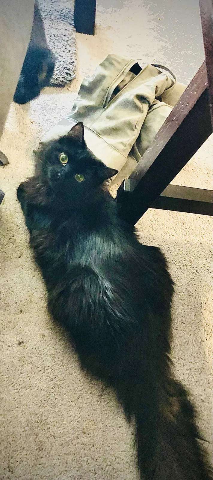 Lost cat in Madison, WI, 53719