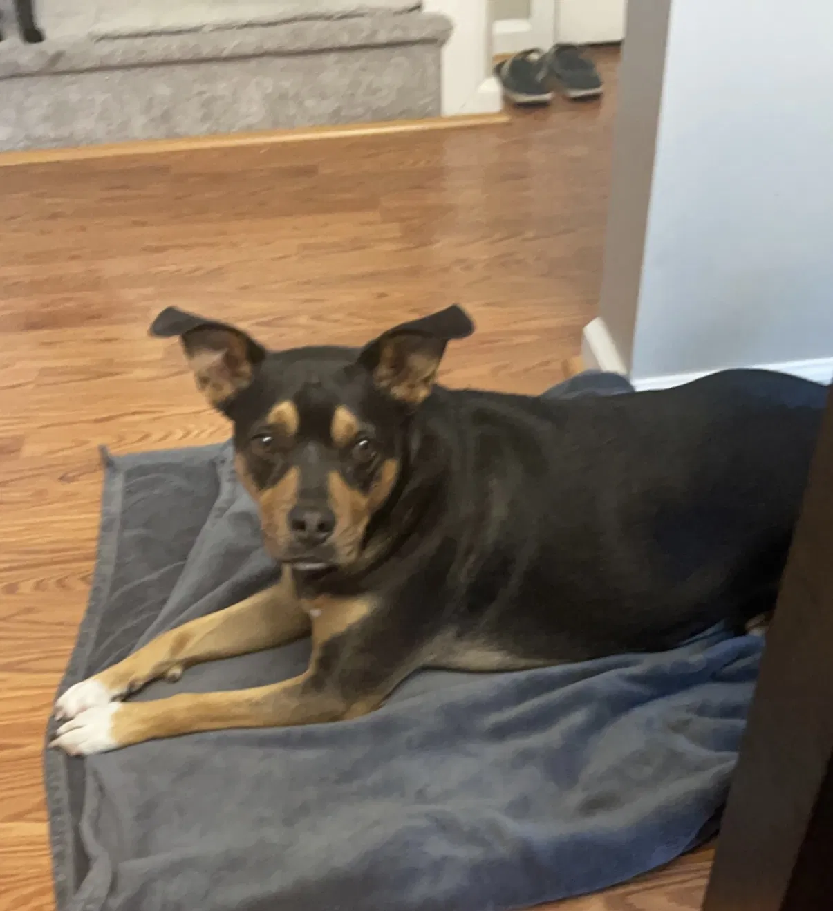 Lost dog in Edgefield, SC, 29824