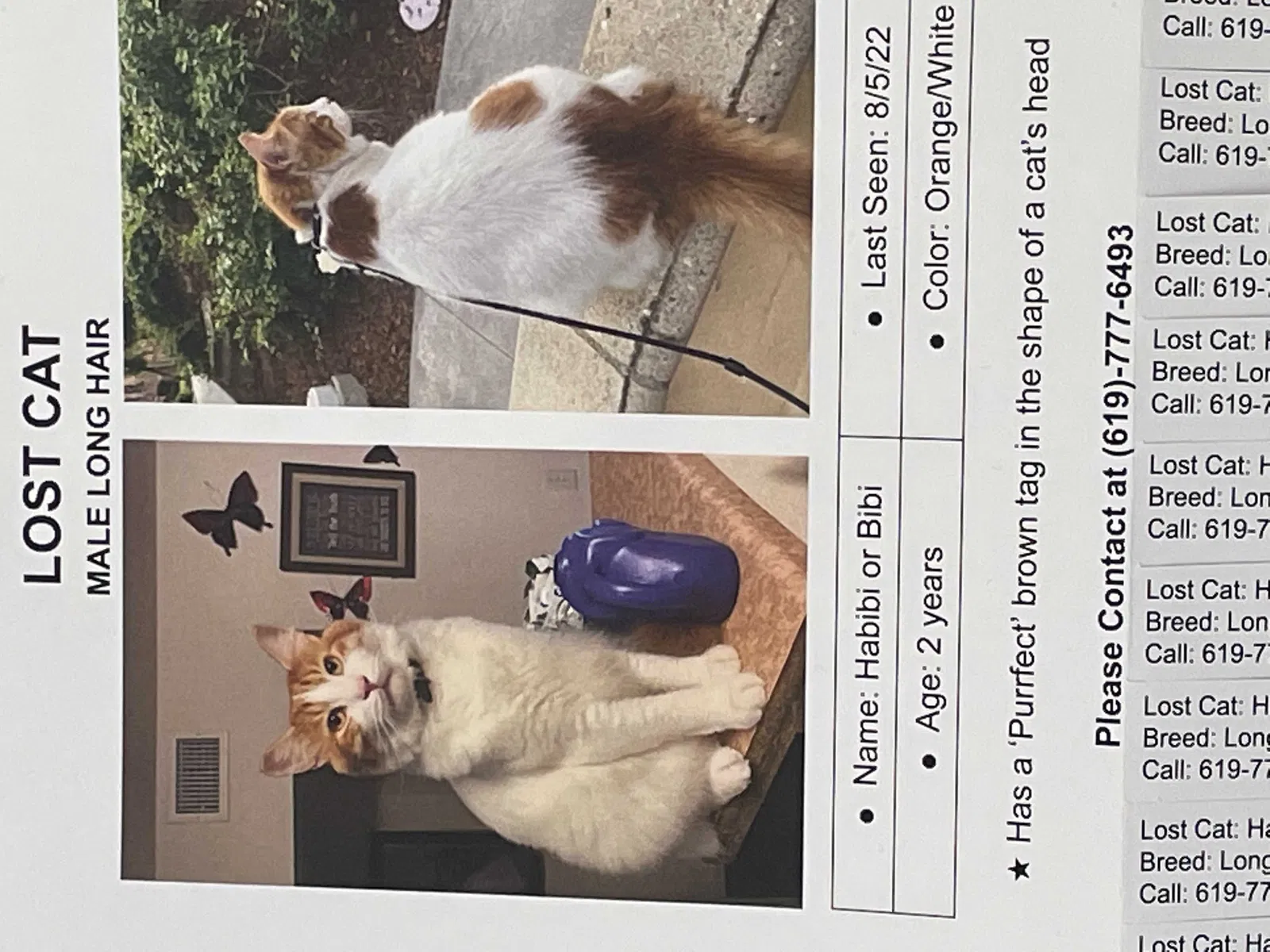 Lost cat in Carlsbad, CA, 92009