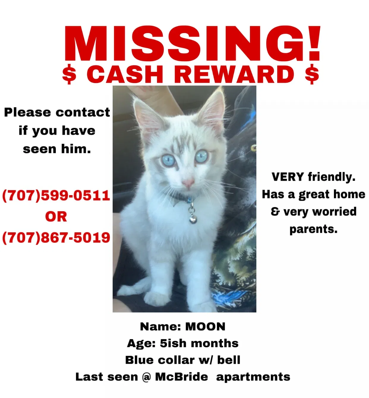 Lost cat in Santa Rosa, CA, 95403