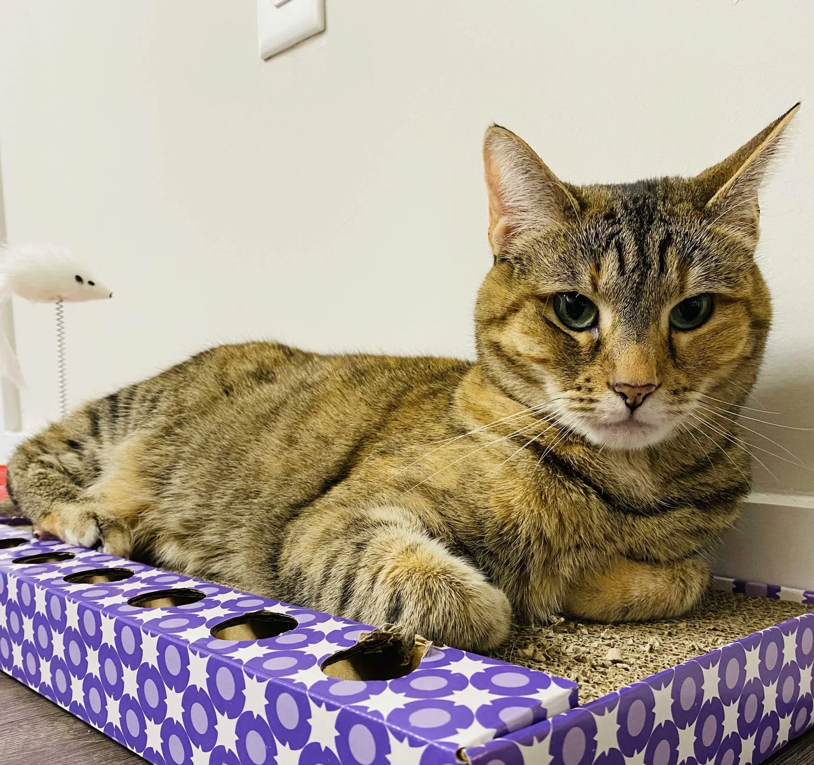 Lost cat in Henrico, VA, 23228
