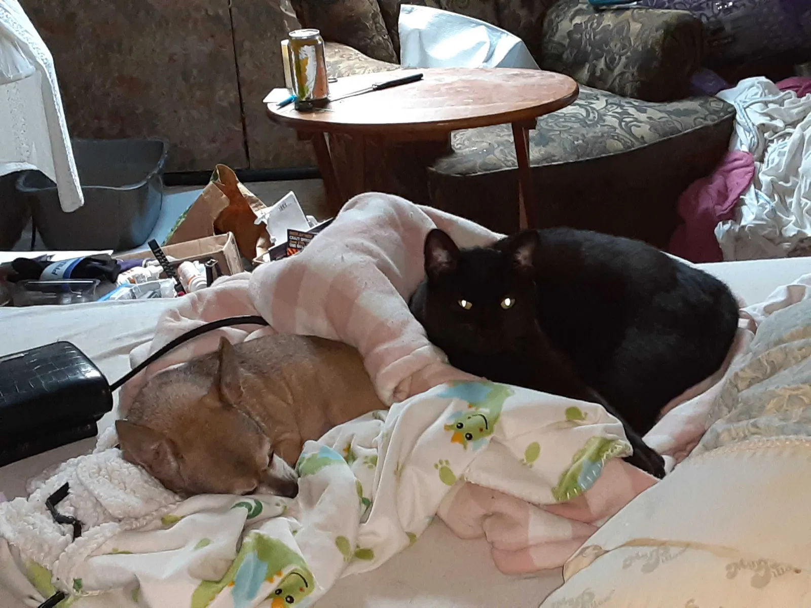 Lost cat in Walkertown, NC, 27051