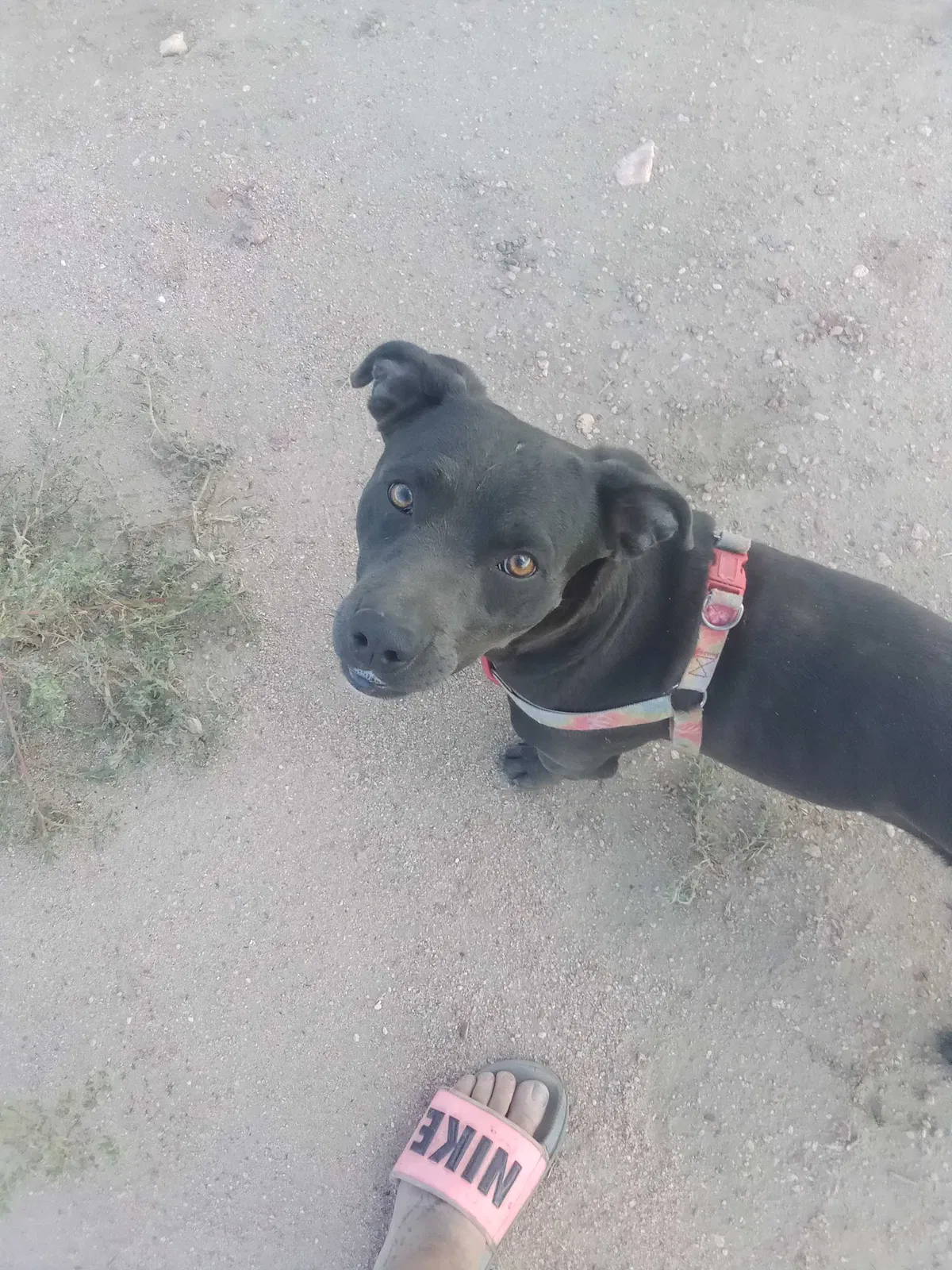Lost dog in Pueblo, CO, 81008