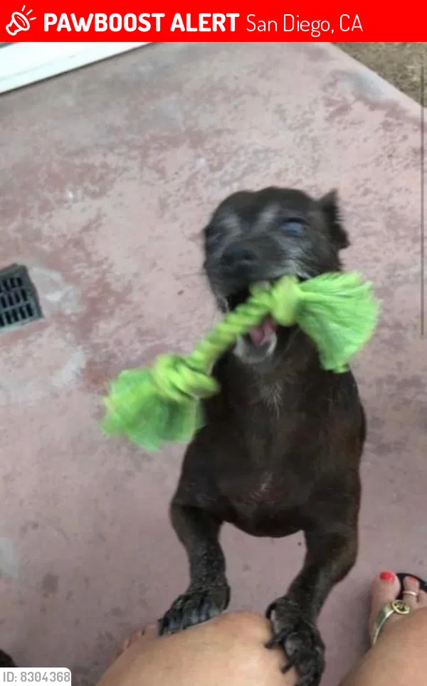 Lost dog in San Diego, CA, 92105