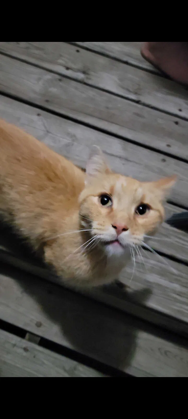 Found cat in Luverne, MN, 56156