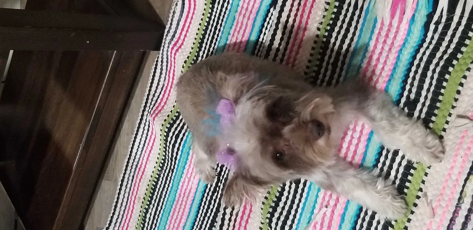 Lost dog in Houston, TX, 77084