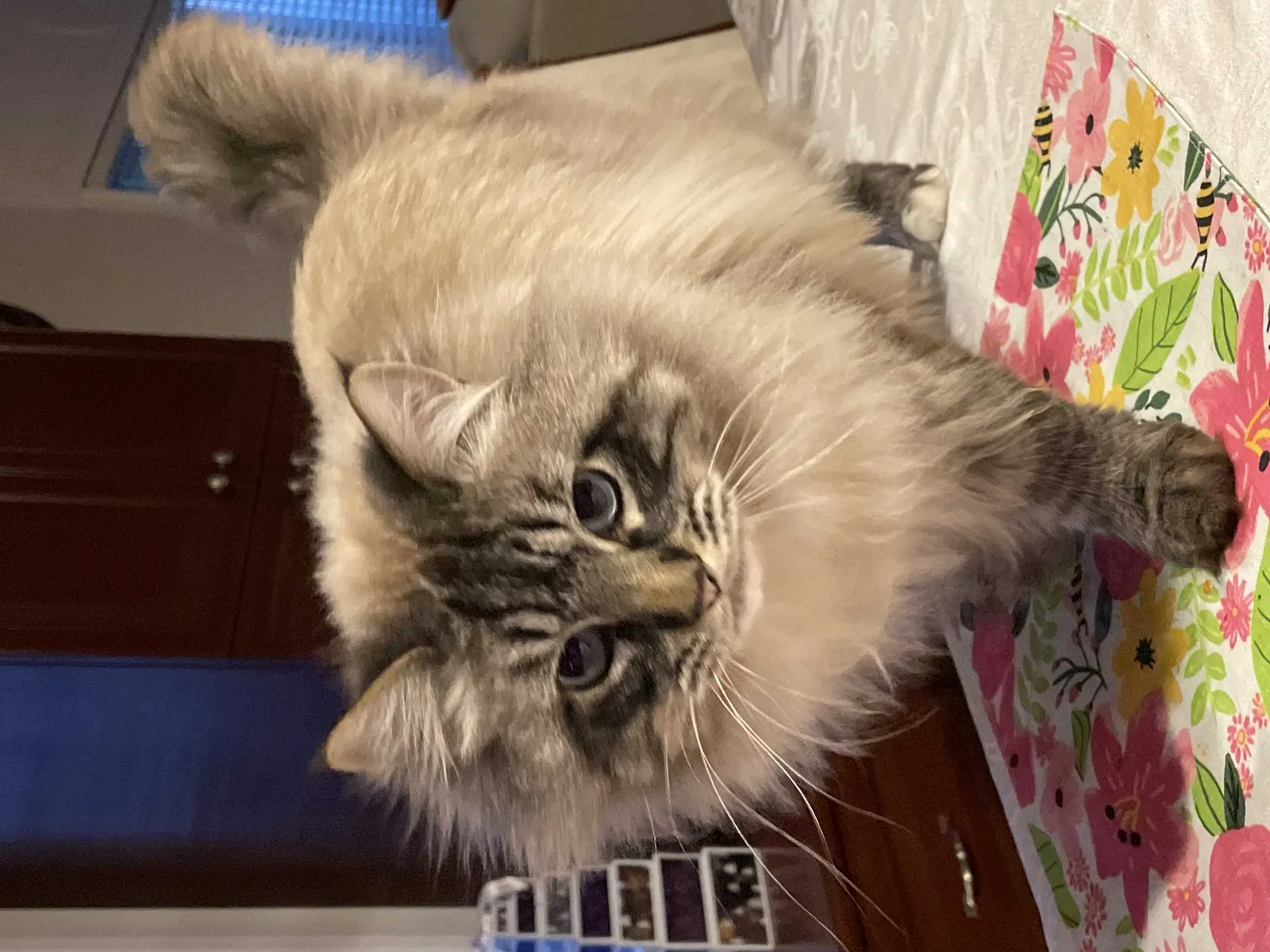 Lost cat in Newton Center, MA, 2459