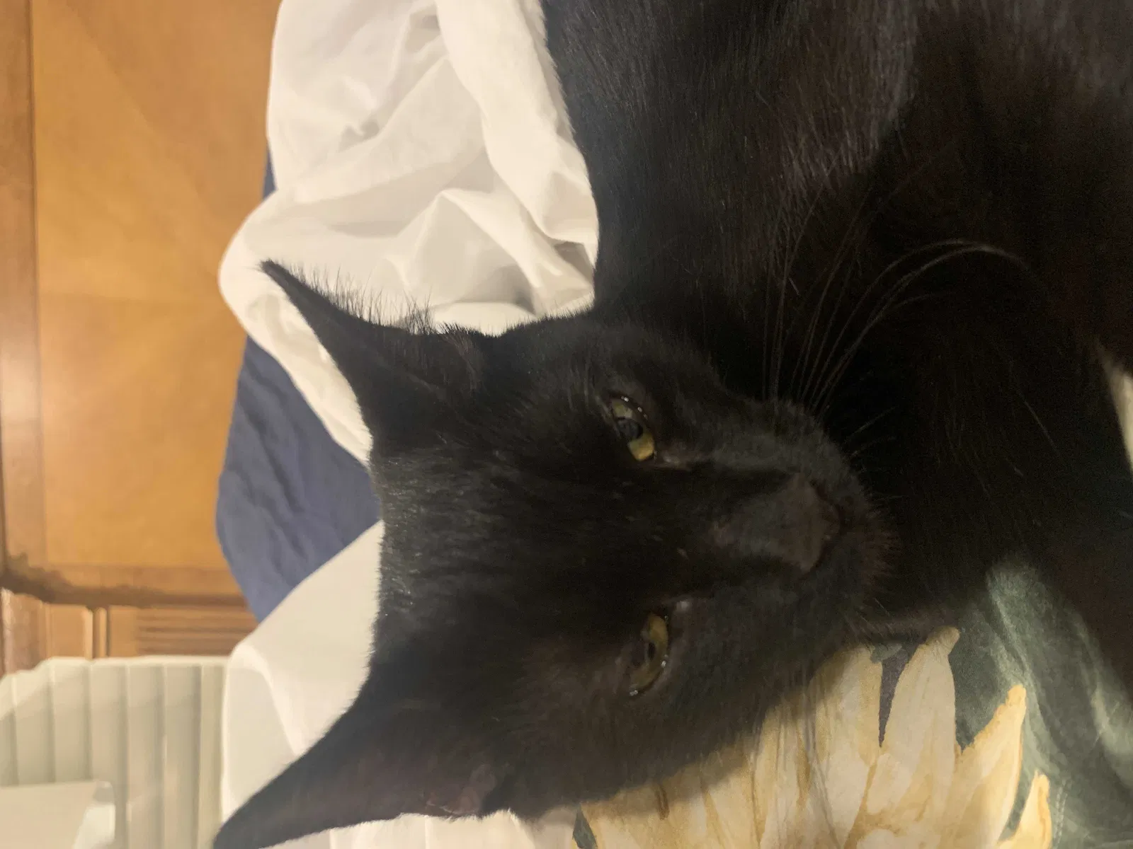 Found cat in Beaumont, CA, 92223