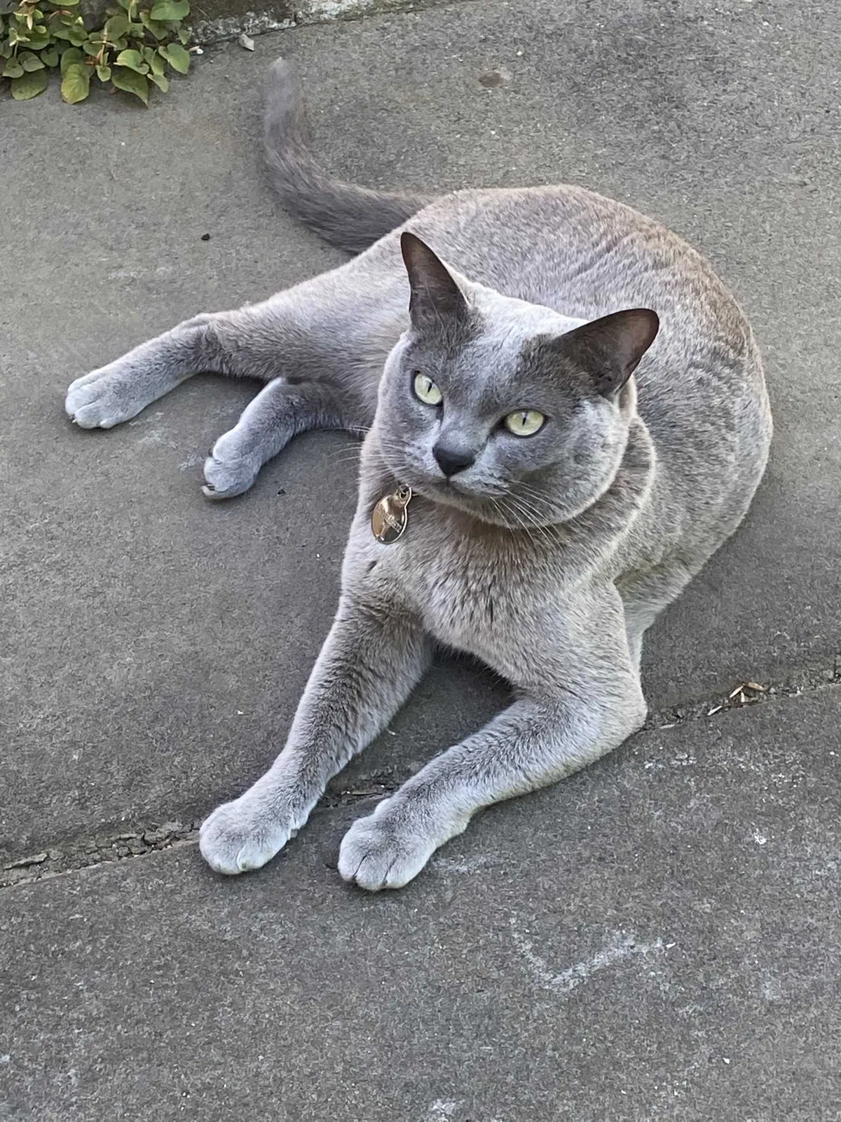 Lost cat in Portland, OR, 97212
