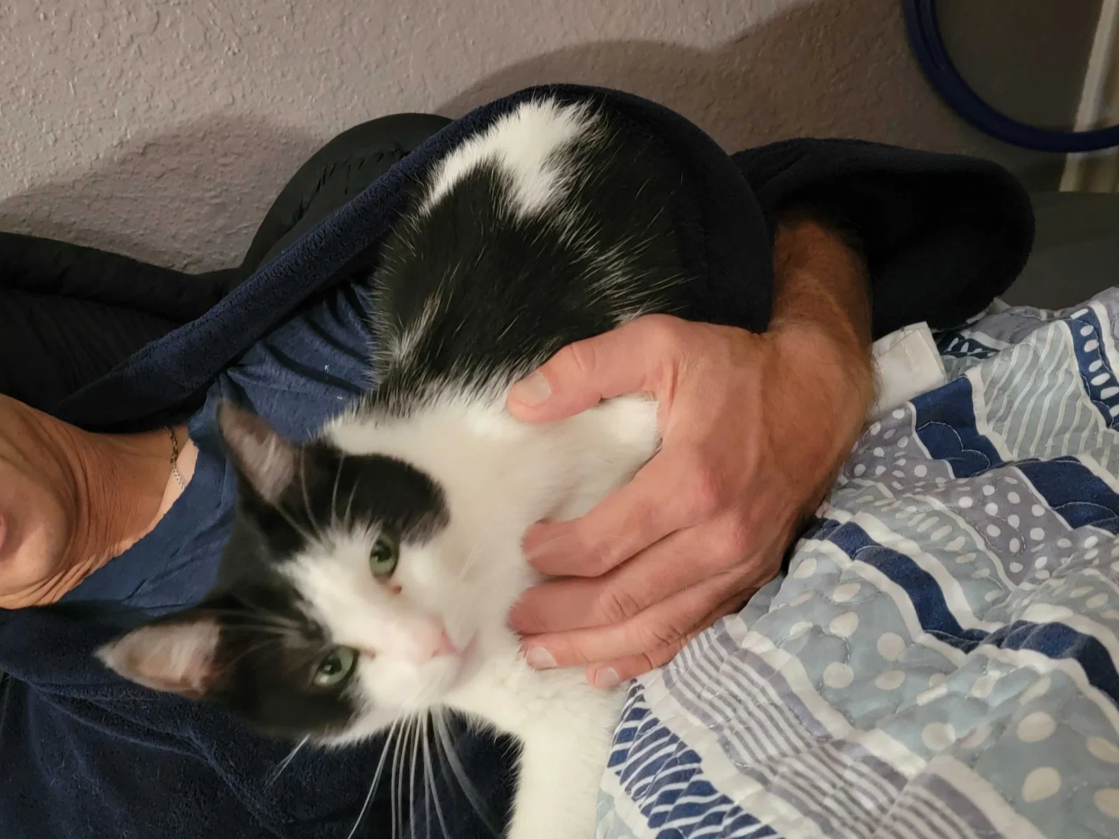 Lost cat in Corpus Christi, TX, 78414