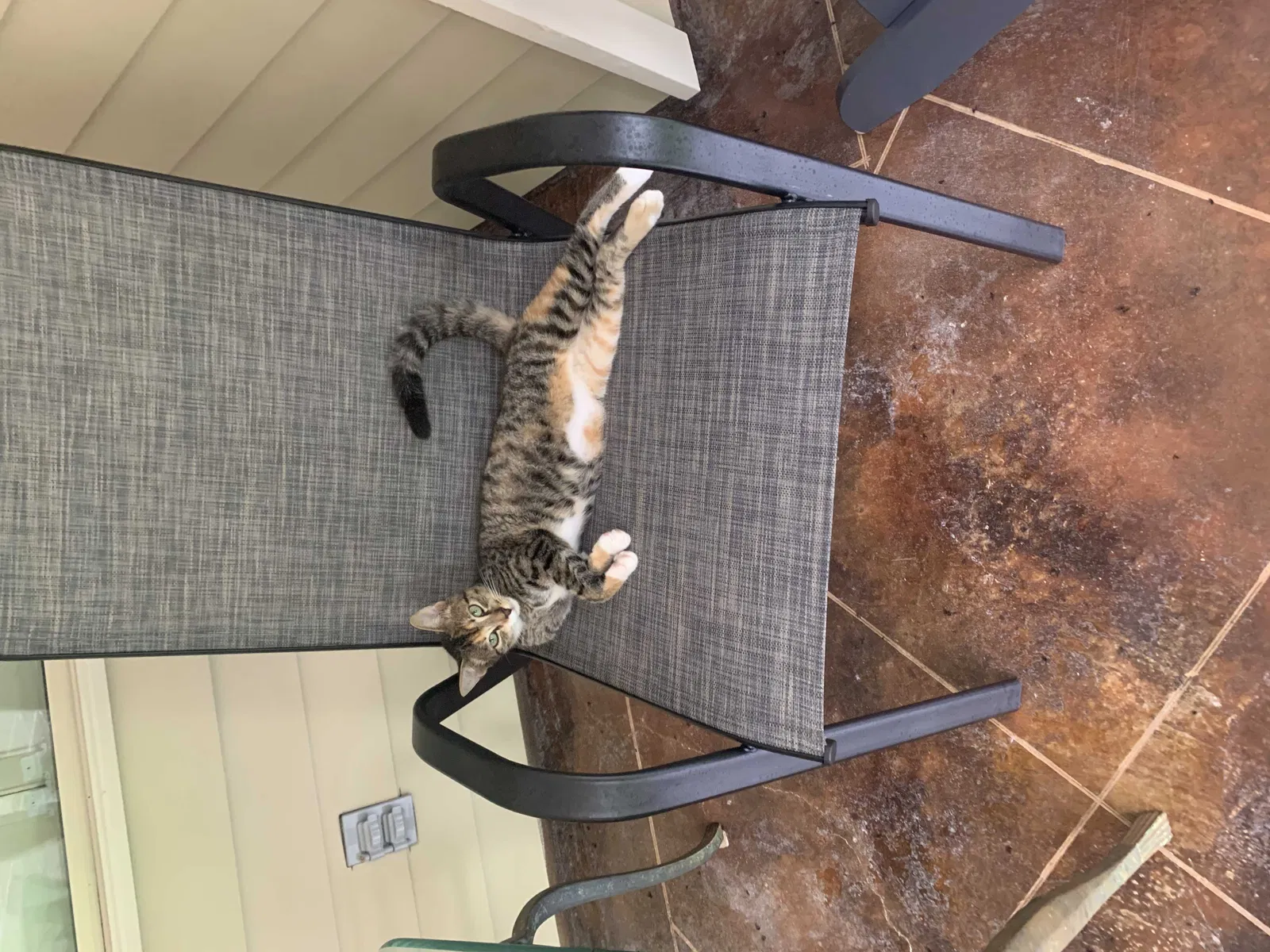 Lost cat in Jackson, LA, 70748