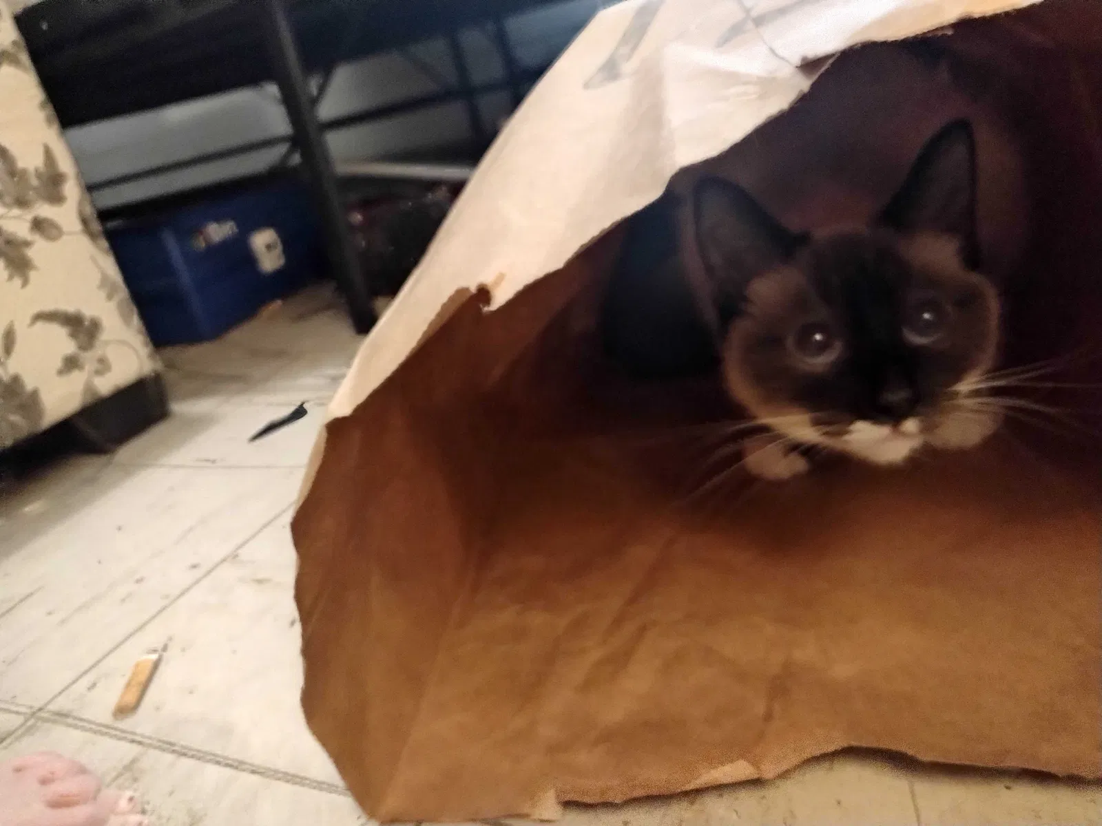 Lost cat in Abilene, TX, 79605