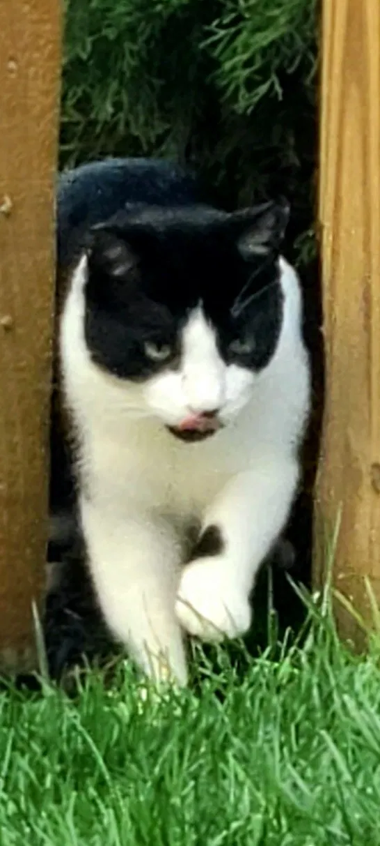 Found cat in Hebron, KY, 41048