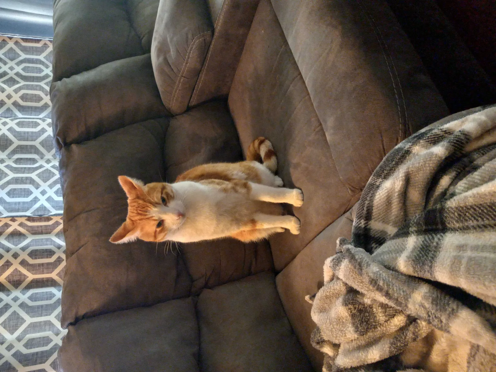 Lost cat in Garland, TX, 75043