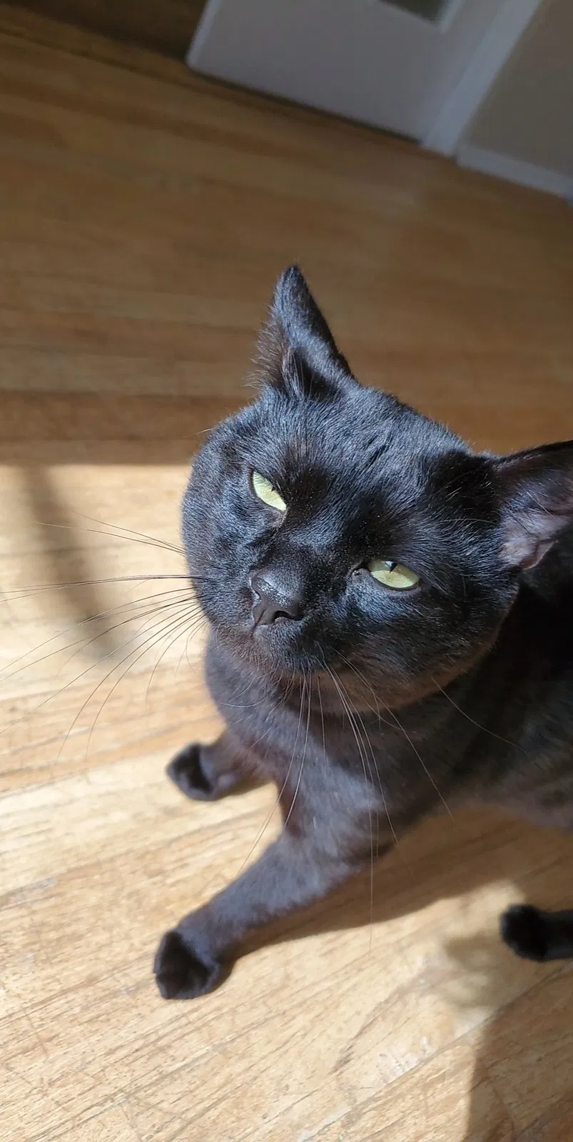 Lost cat in Bellevue, WA, 98008