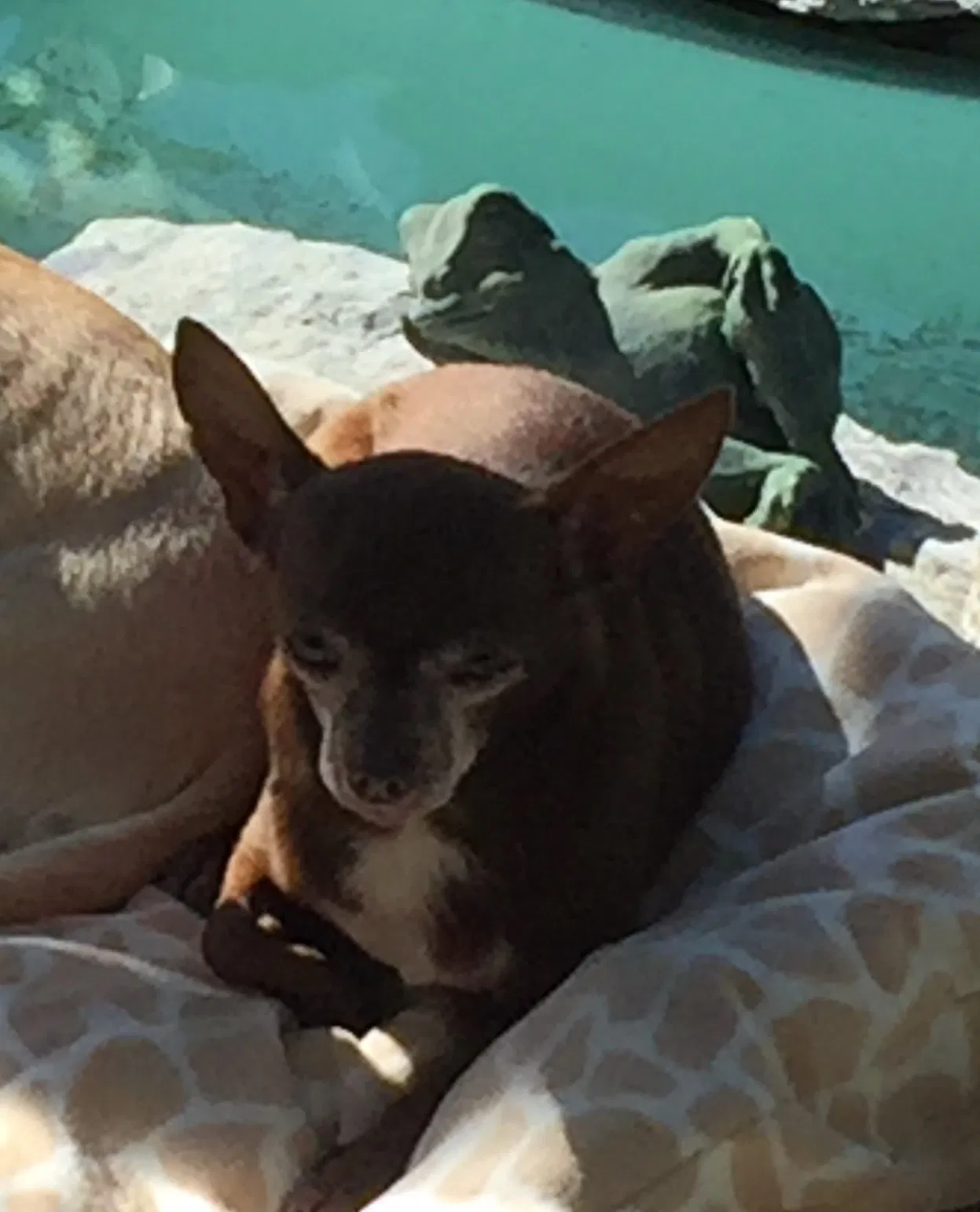 Lost dog in New Port Richey, FL, 34652