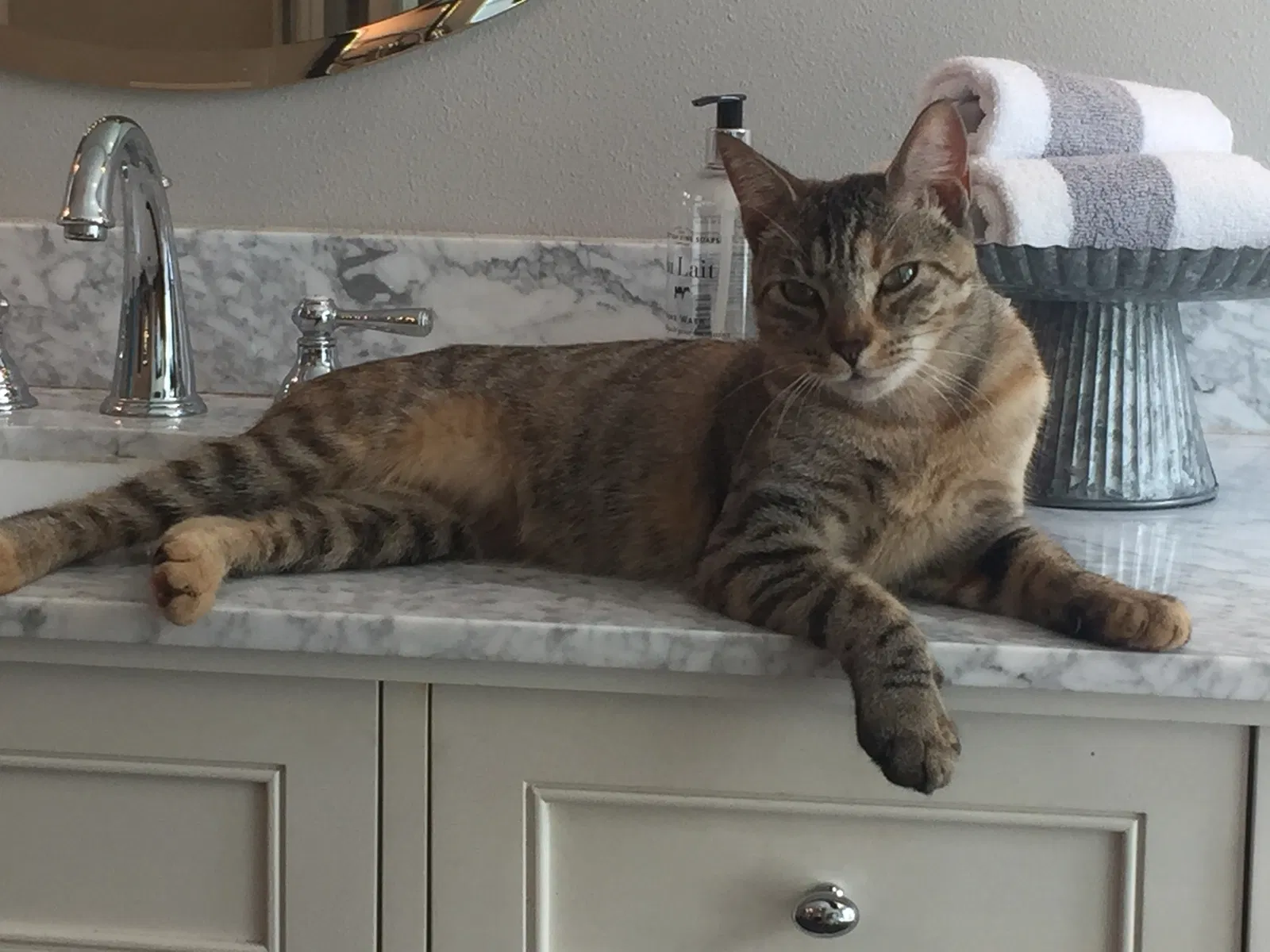 Lost cat in Gig Harbor, WA, 98335