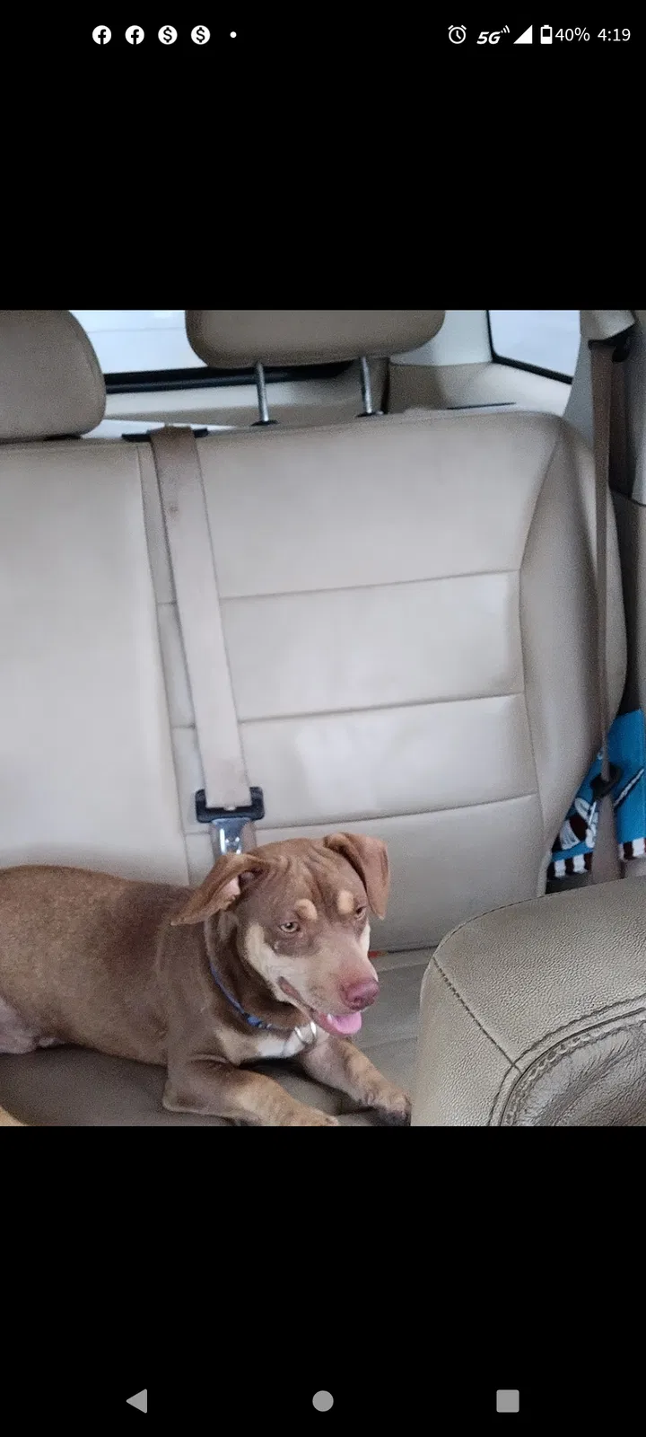 Lost dog in San Antonio, TX, 78207