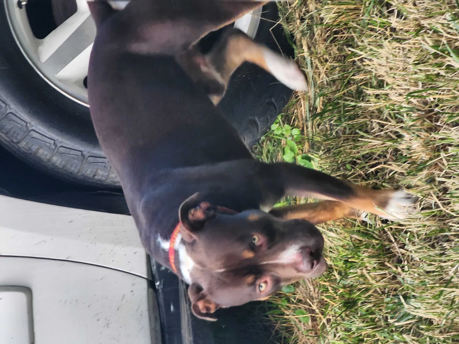 Lost dog in Detroit, MI, 48213