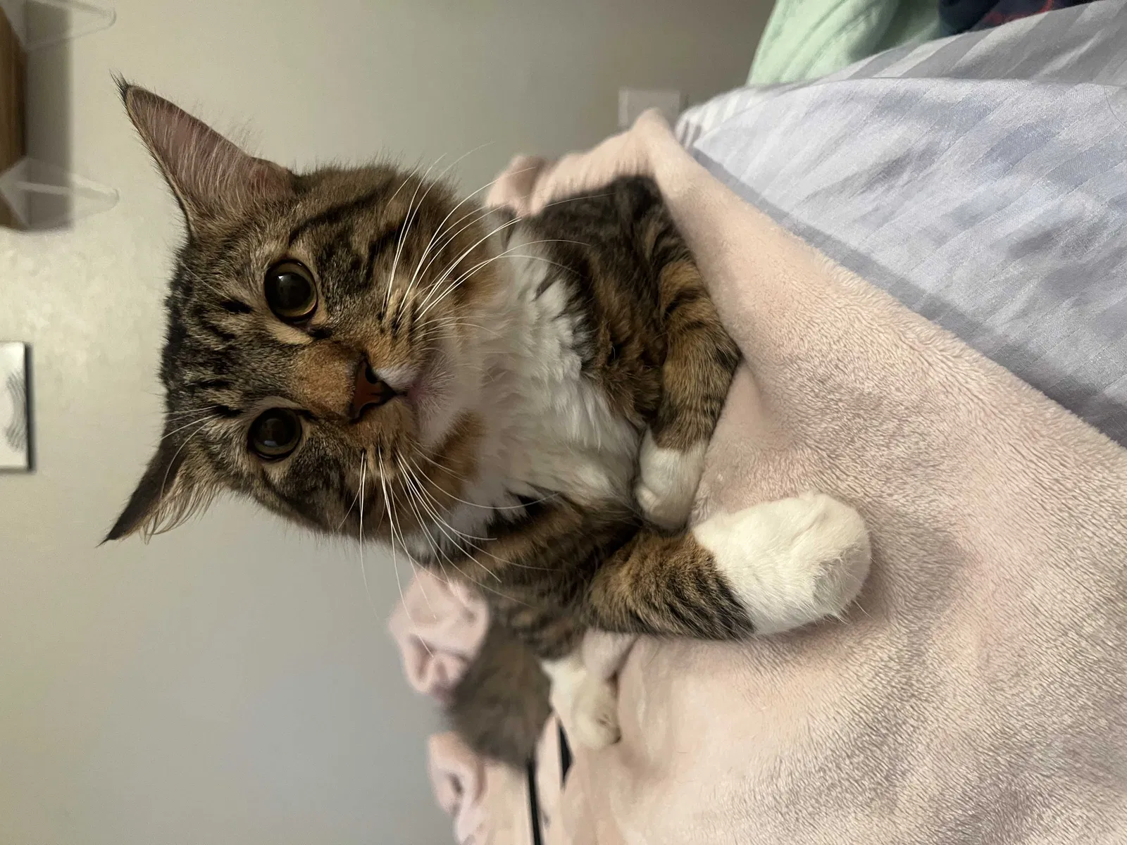 Lost cat in Oklahoma City, OK, 73159