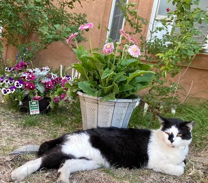 Lost cat in Los Lunas, NM, 87031