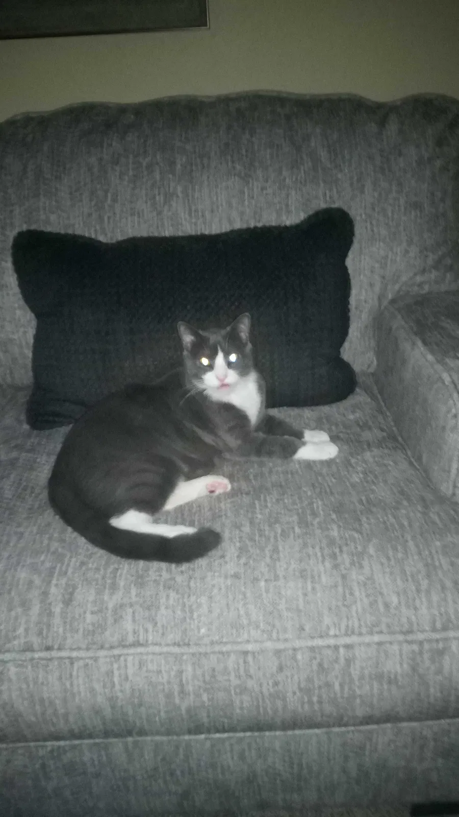 Lost cat in Independence, MO, 64052