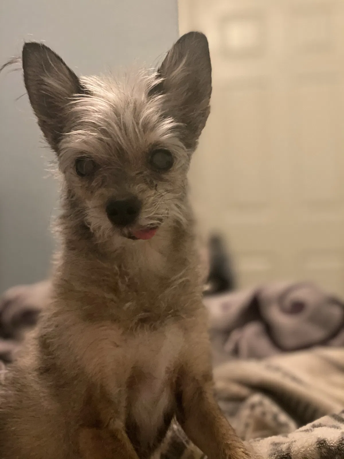 Lost dog in Phoenix, AZ, 85037