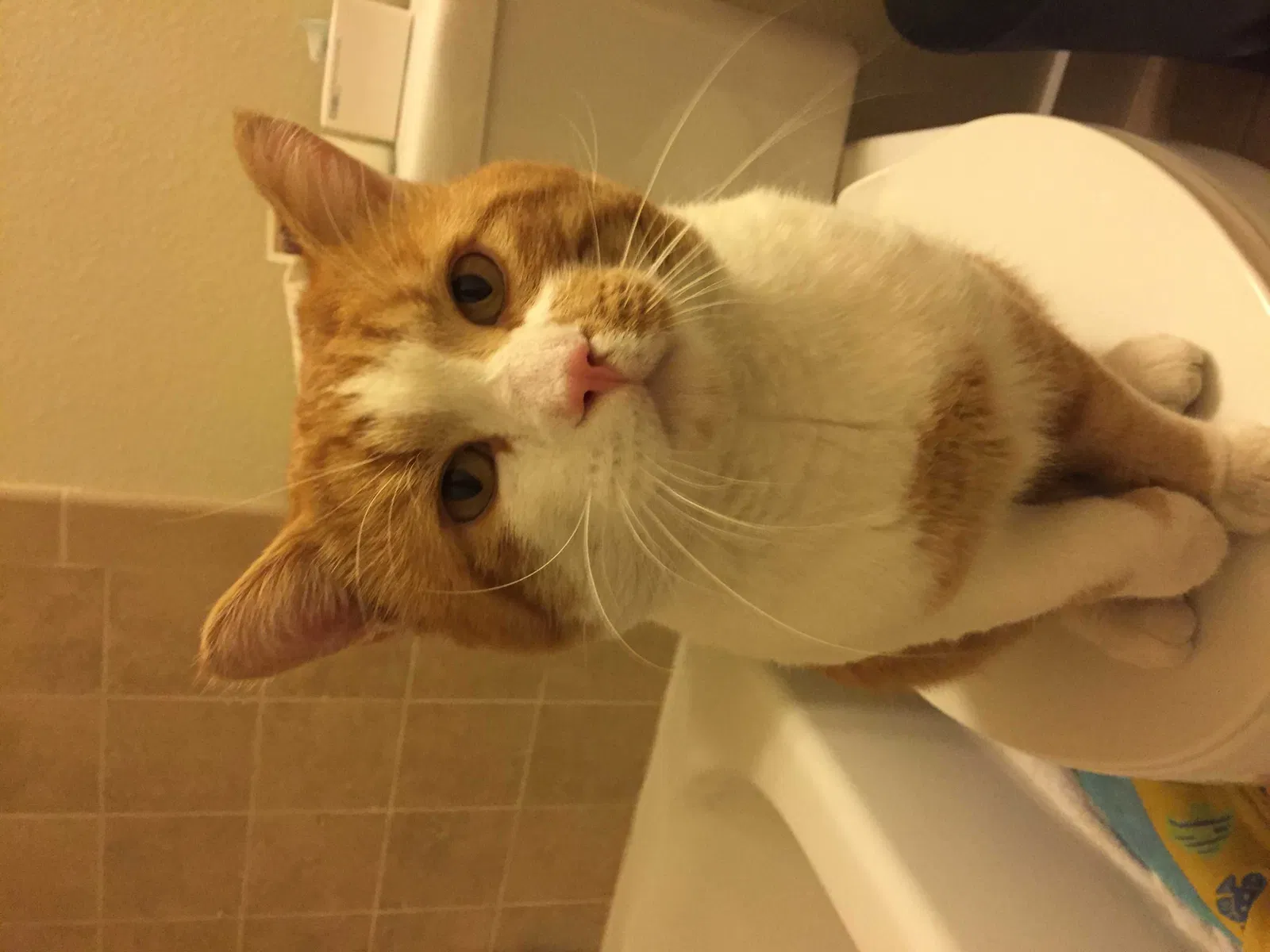 Lost cat in Arvada, CO, 80007