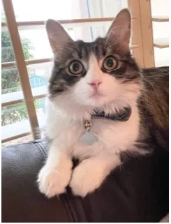 Lost cat in Phoenix, AZ, 85028