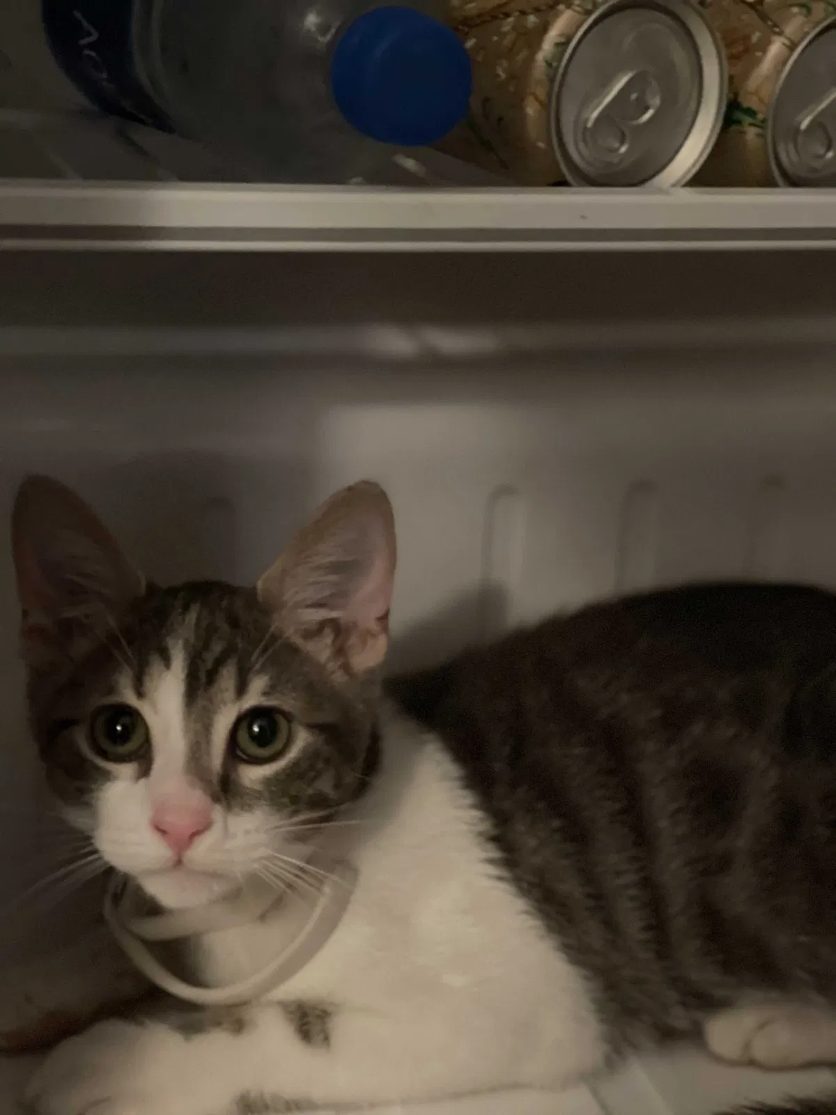 Lost cat in Montebello, CA, 90640