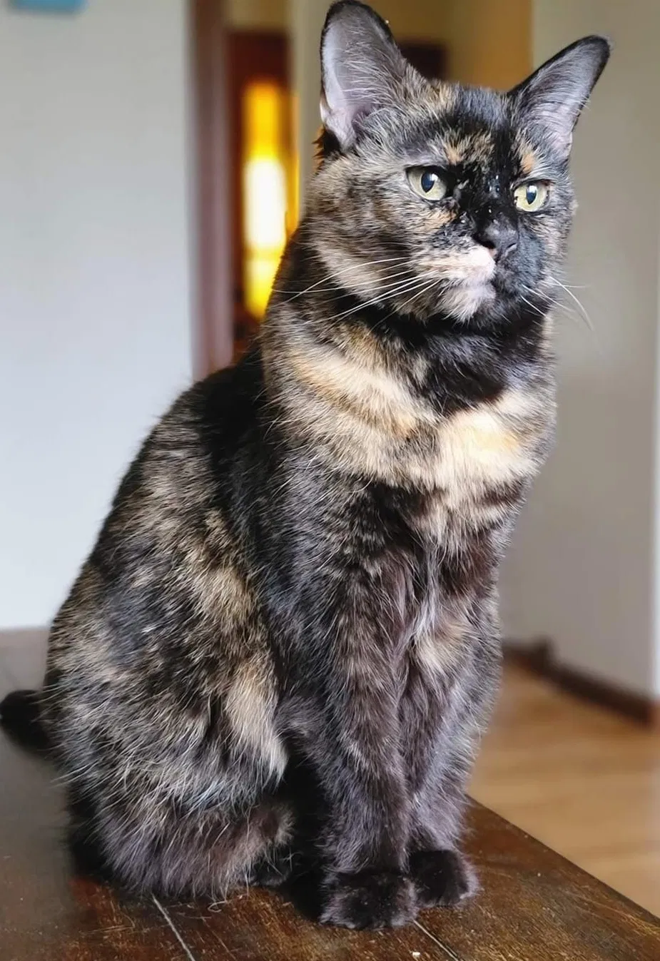 Lost cat in Saint Paul, MN, 55110