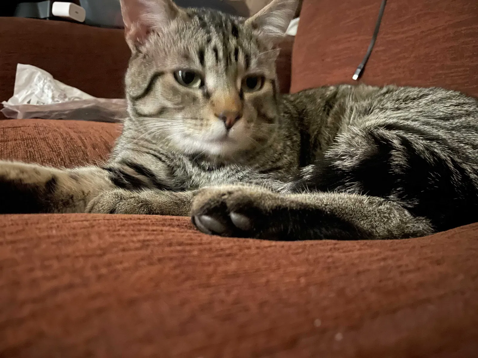 Lost cat in San Diego, CA, 92103