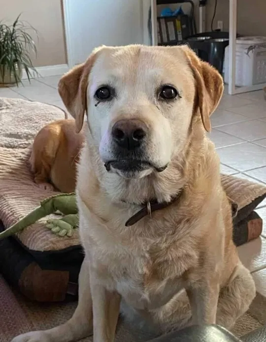 Lost dog in Oxnard, CA, 93033