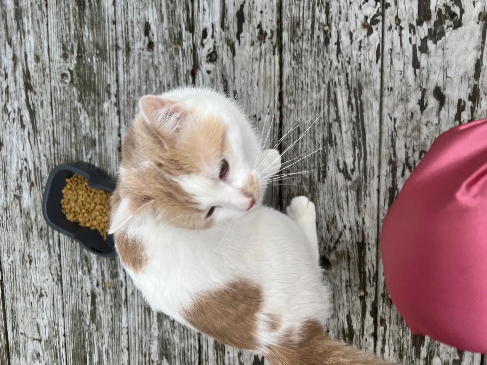 Lost cat in Rochester, PA, 15074