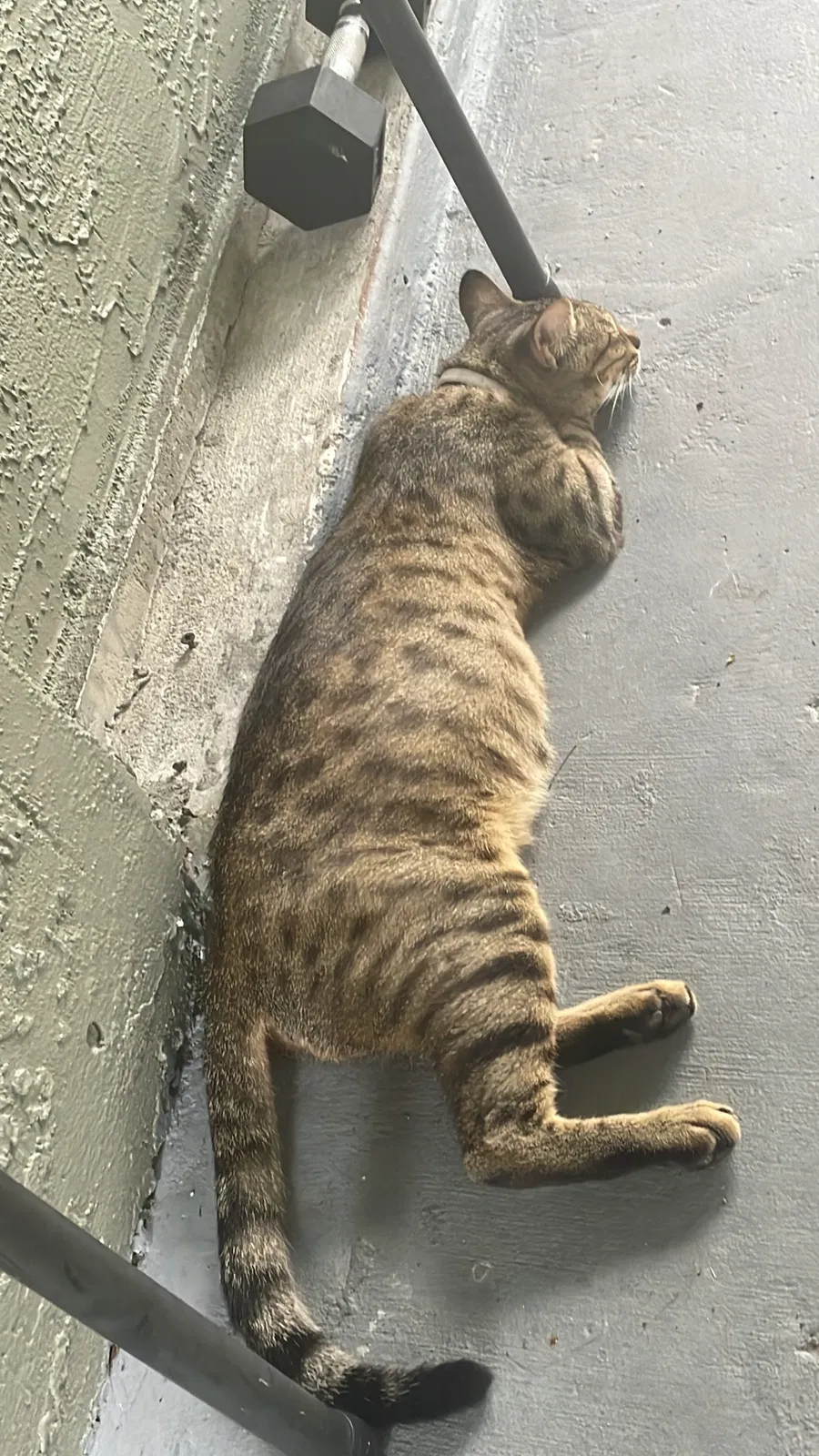 Lost cat in Fort Myers, FL, 33967