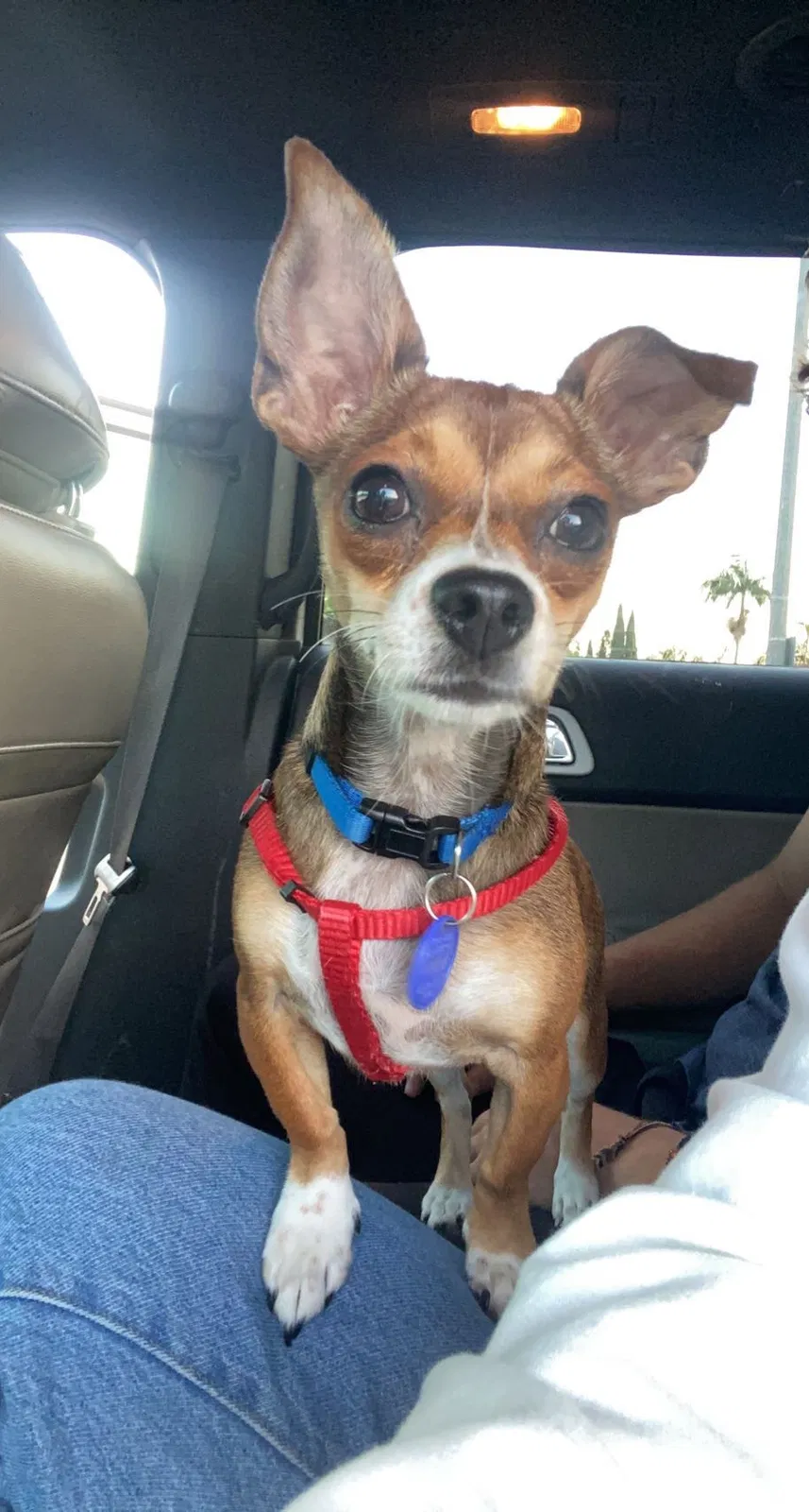 Lost dog in Anaheim, CA, 92804