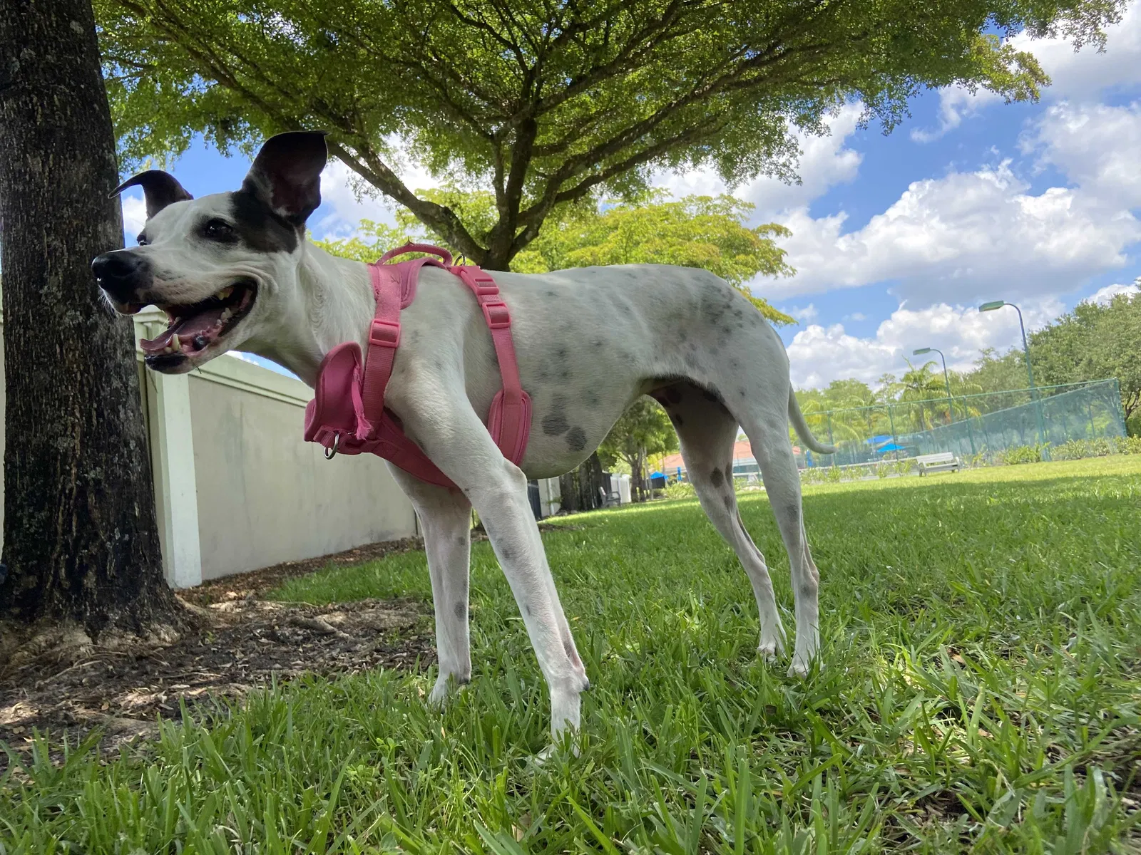 Lost dog in Fort Myers, FL, 33905