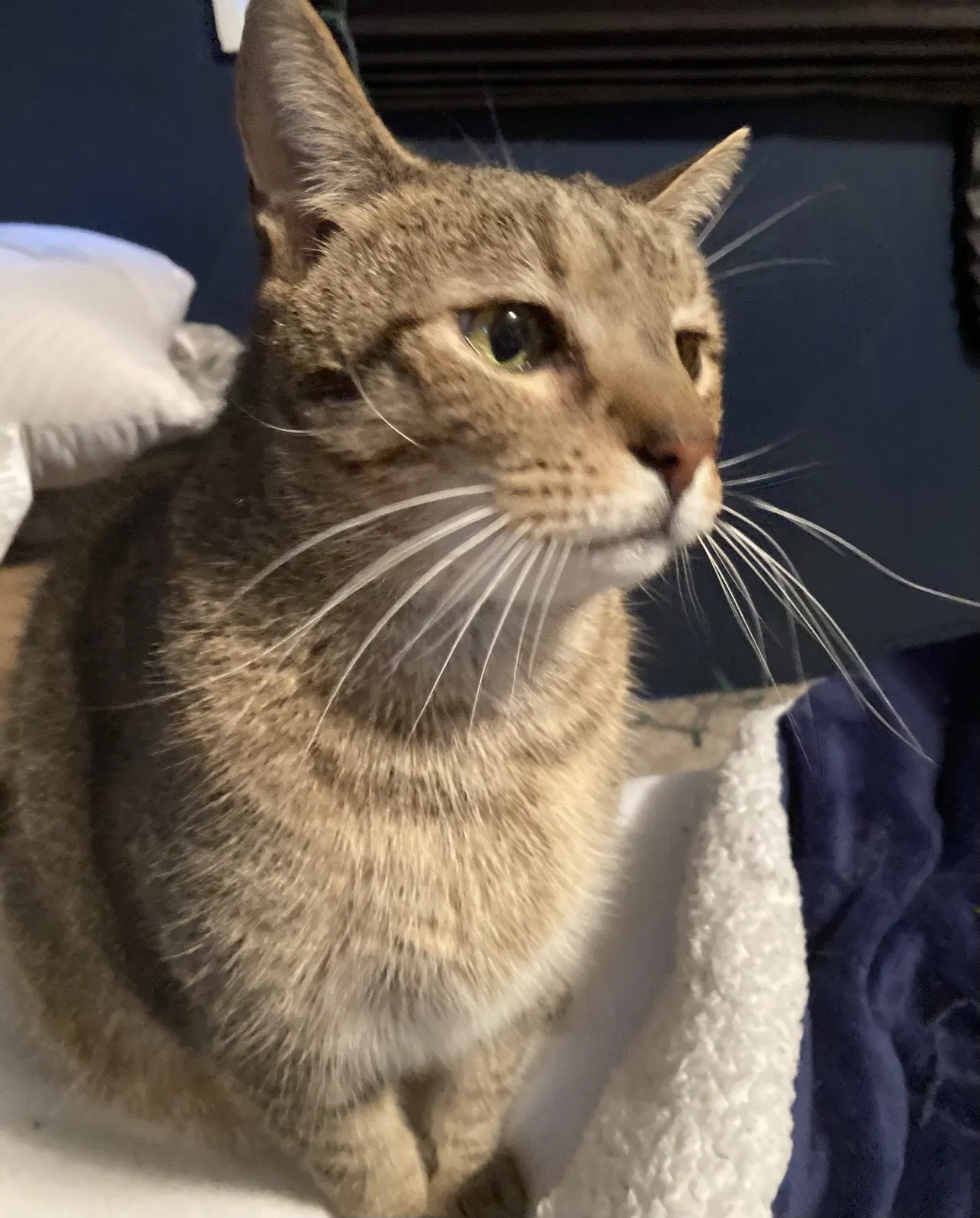Lost cat in Pelion, SC, 29123