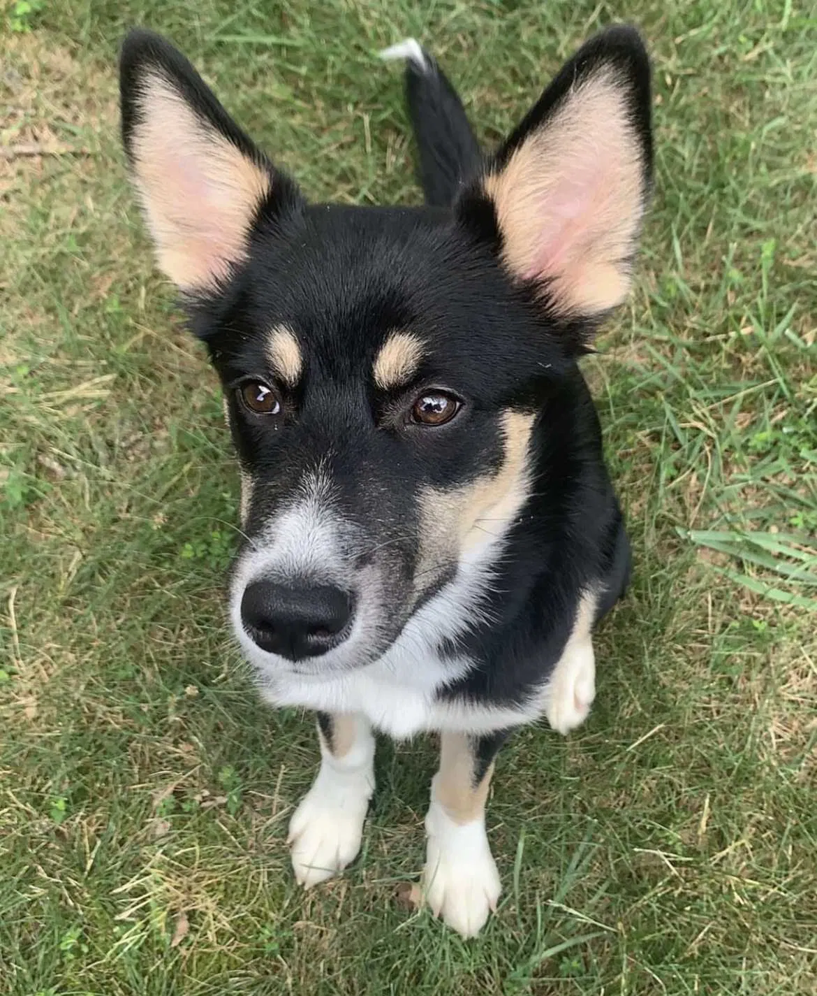 Lost dog in Richmond, VA, 23223