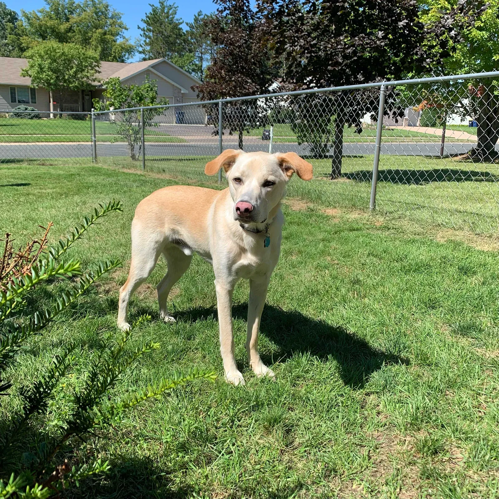 Lost dog in Hastings, MN, 55033