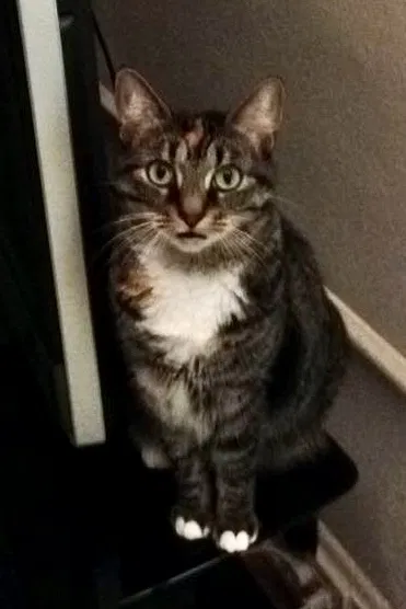 Lost cat in Loveland, OH, 45140