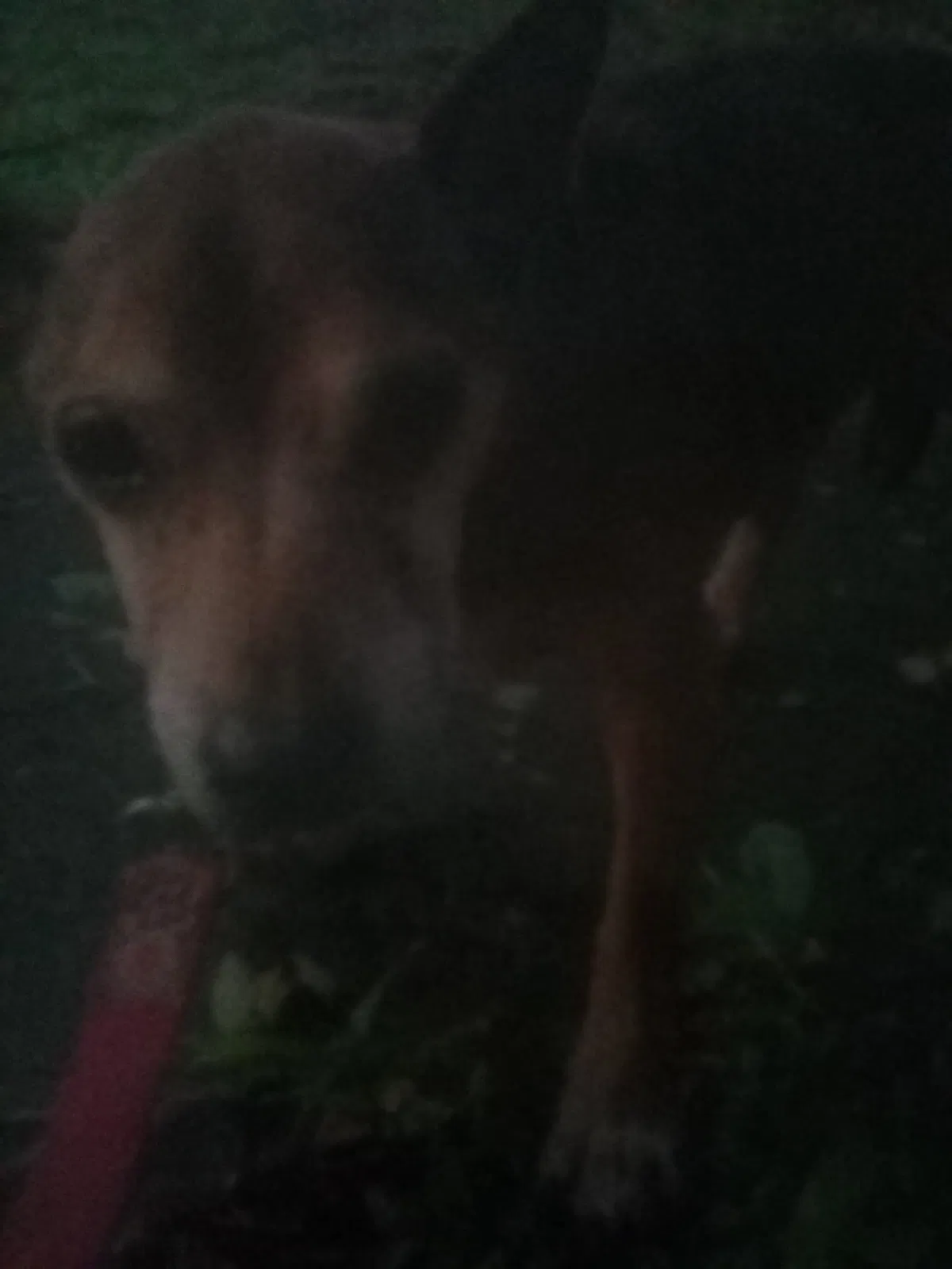 Lost dog in Winter Haven, FL, 33884