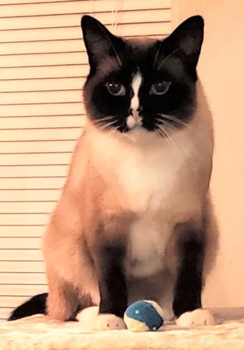 Lost cat in Colorado Springs, CO, 80925