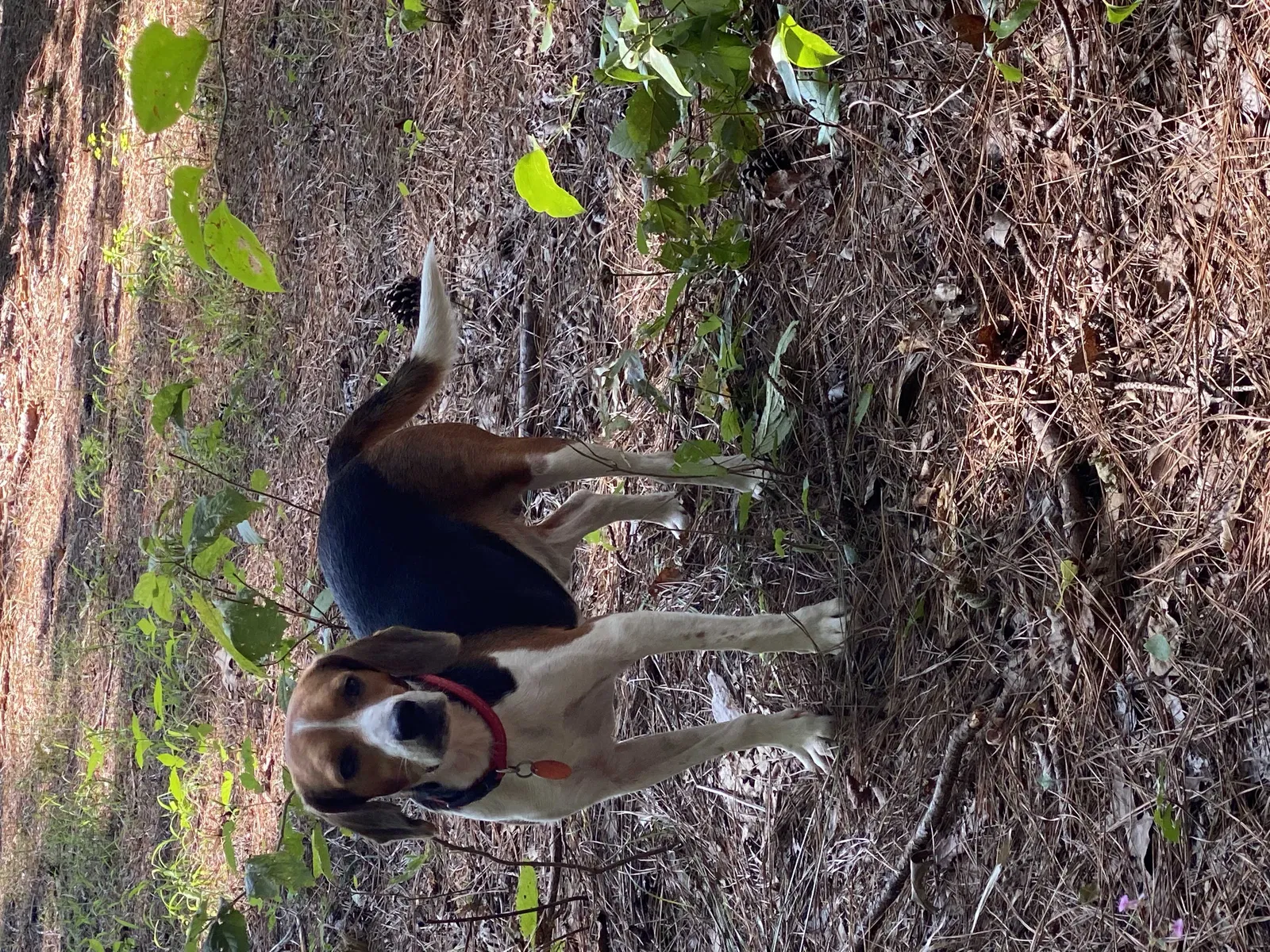 Found dog in Jacksonville, AR, 72076