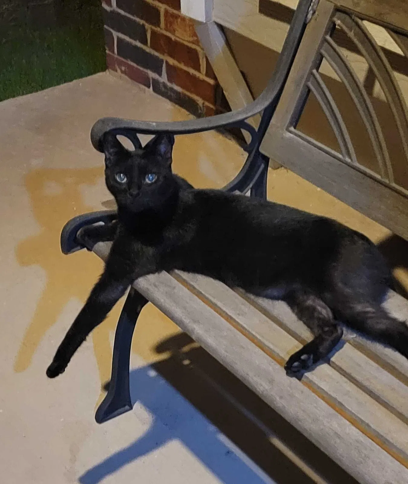 Lost cat in Fort Worth, TX, 76131