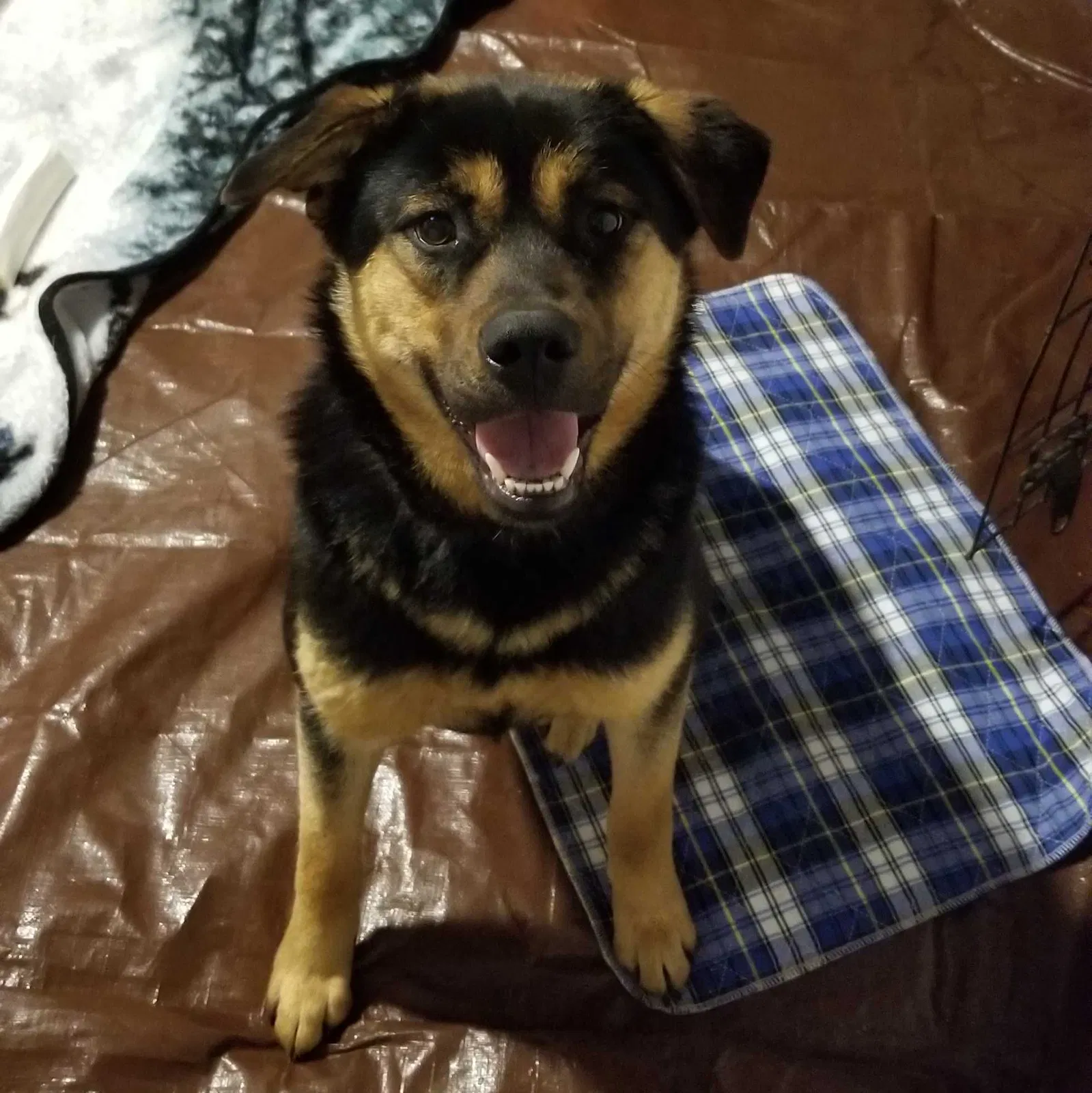 Lost dog in Colorado Springs, CO, 80909