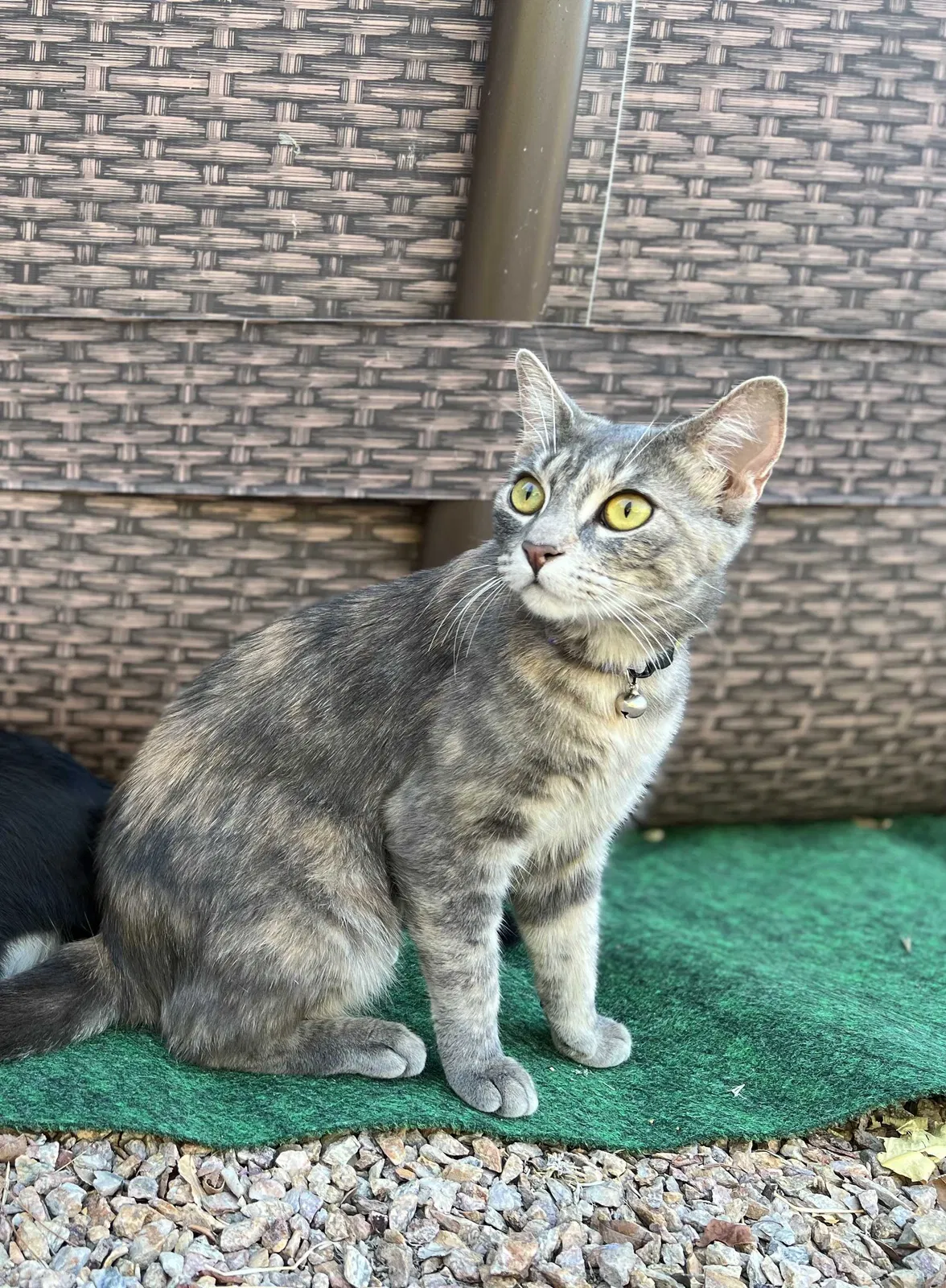 Lost cat in Las Vegas, NV, 89143