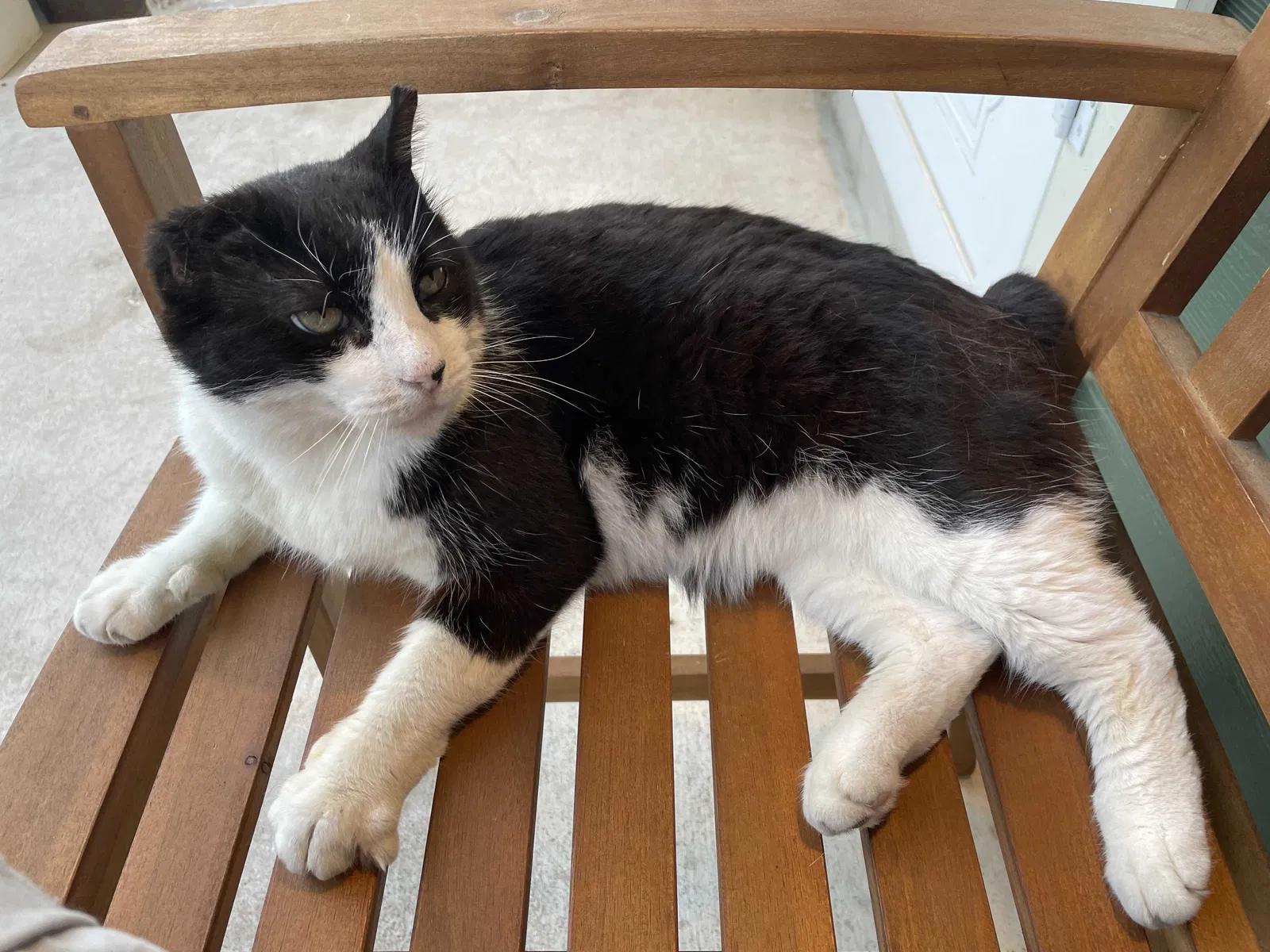 Lost cat in Austin, TX, 78702