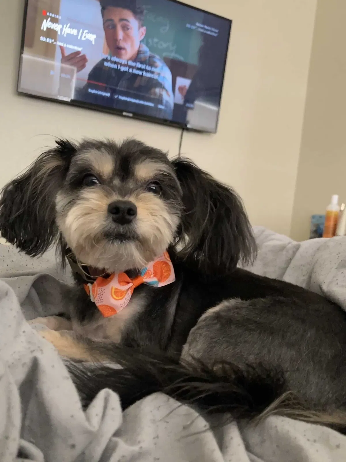 Lost dog in Las Vegas, NV, 89122