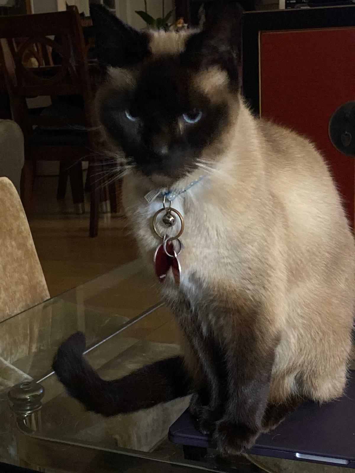 Lost cat in Daly City, CA, 94014